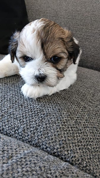 Shih Tzu x puppies Carousel 2