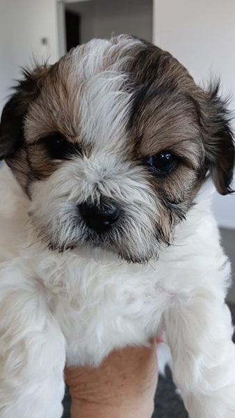 Shih Tzu x puppies Carousel 5