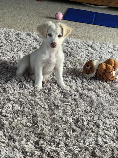 Mattese x terrier Carousel 1