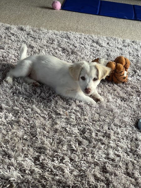 Mattese x terrier Carousel 9