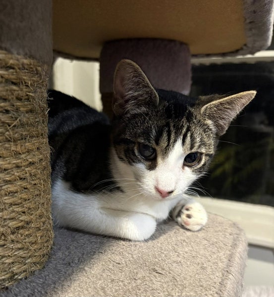 rescue teen cat Zorro Carousel 2