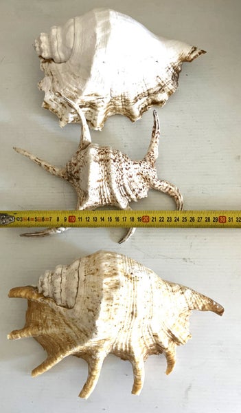 large natural shells x 3 Carousel 2