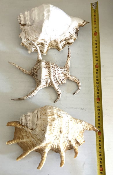 large natural shells x 3 Carousel 3