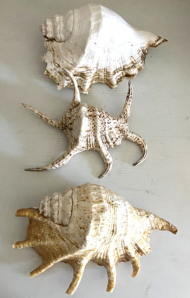 large natural shells x 3 Carousel 1
