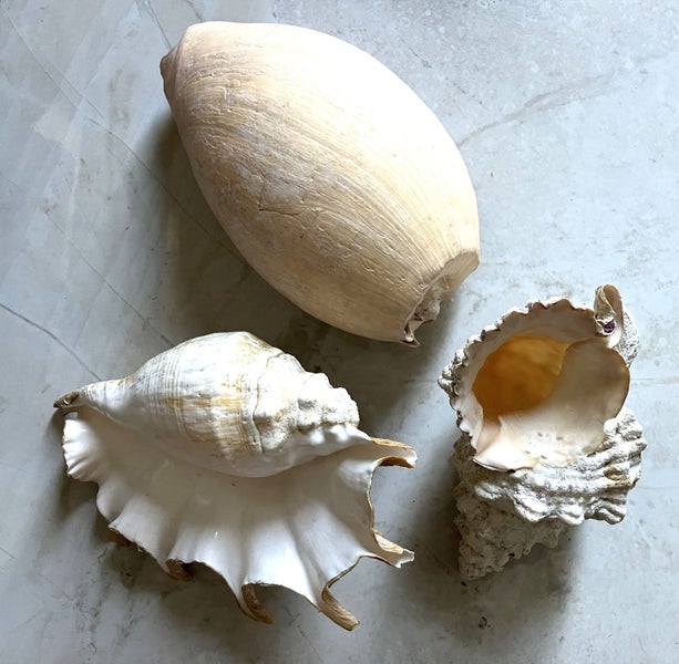LARGE SEA SHELLs x 3 • Natural Patina Carousel 1