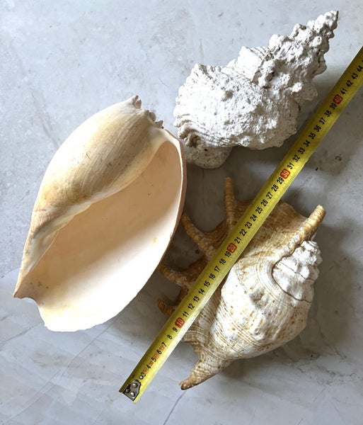 LARGE SEA SHELLs x 3 • Natural Patina Carousel 2