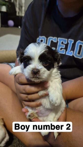 Maltese/Shih Tzu Puppies. Carousel 2