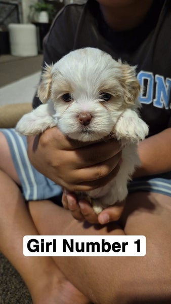 Maltese/Shih Tzu Puppies. Carousel 1
