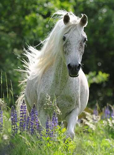 Ravensburger Puzzle 100pc XXL - Horse in Flowers Carousel 2