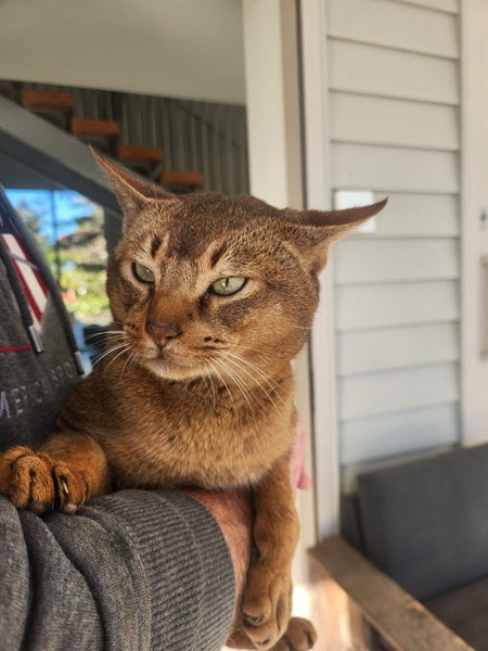 Abyssinian Kittens for sale Carousel 2