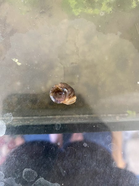 Ramshorn snails x10 Carousel 1