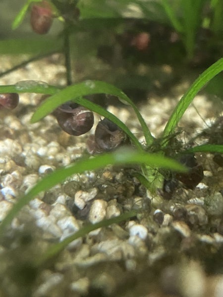 Ramshorn snails x10 Carousel 2