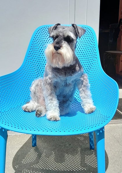 Miniature Schnauzer Stud Dog DNA tested Carousel 1