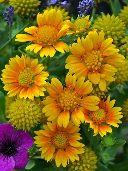 Gaillardia Arizona Apricot Carousel 1