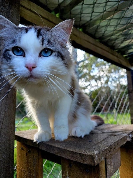 Ragdoll / Manx Stud Service Carousel 1