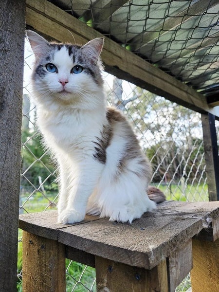 Ragdoll / Manx Stud Service Carousel 2