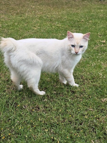 Ragdoll / Manx Stud Service Carousel 6