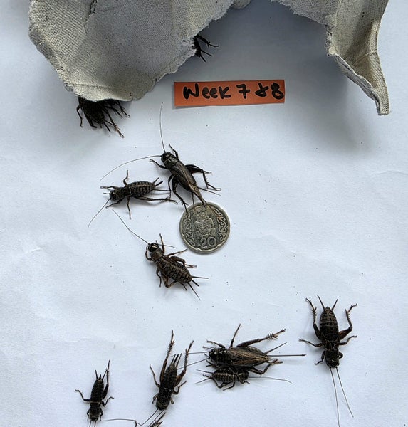 Feeder Crickets – Live – Multiple Sizes Available – Wellington Carousel 15