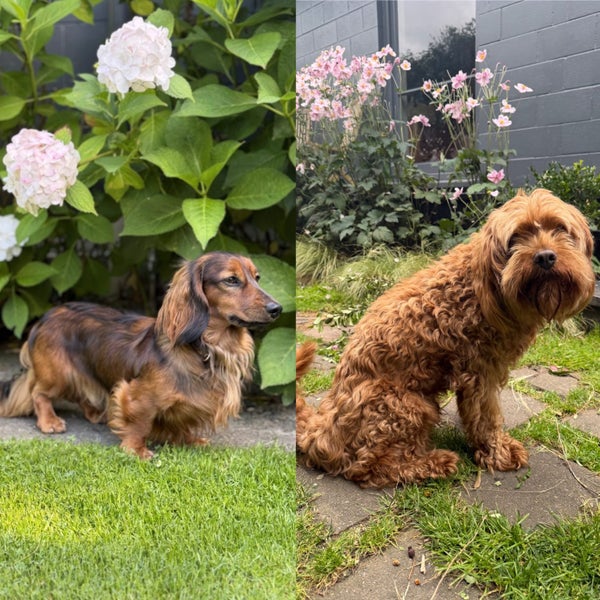 Cavoodle stud Carousel 1