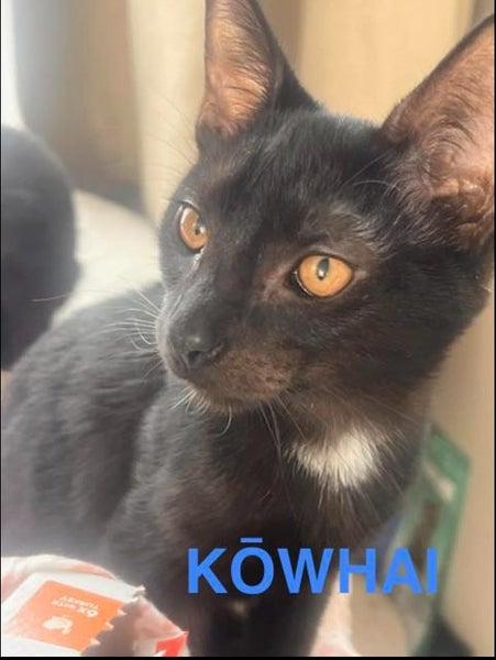 rescue teen cat Kowhai (fostered in New Windsor) Carousel 1