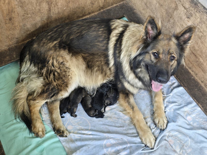 MALE SABLE GSD PUP Carousel 5