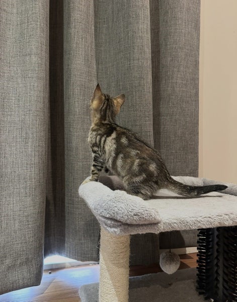 4 beautiful kittens looking for new home Carousel 9