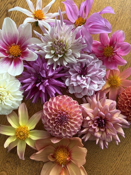 50 x Mixed Dahlia Seeds - Bee Pollinated – Unique NZ Grown Carousel 1