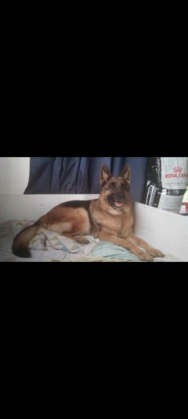 PEDIGREE GERMAN SHEPHERD PUPPIES