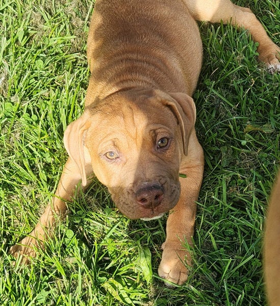 Jude (Ellie's Canine Rescue & Rehome) Carousel 2
