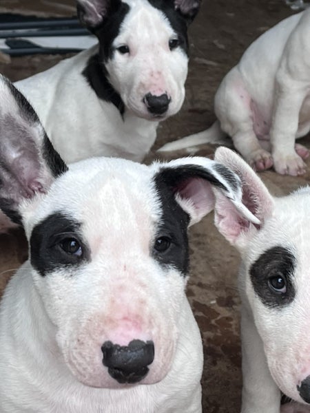 English Bull Terrier Puppies Carousel 1