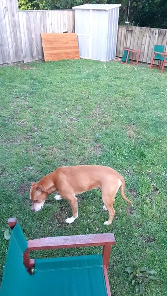 Beautiful Family/Hunting Pups Carousel 19