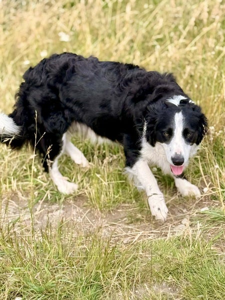 **Stunning Purebred Border Collie Pups** Carousel 20