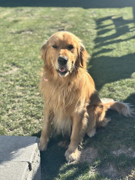 Stud - PROVEN PUREBRED GOLDEN RETRIEVER - AXEL Carousel 11