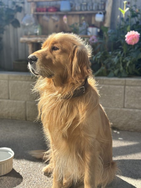 Stud - PROVEN PUREBRED GOLDEN RETRIEVER - AXEL Carousel 1