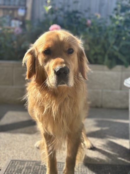 Stud - PROVEN PUREBRED GOLDEN RETRIEVER - AXEL Carousel 2