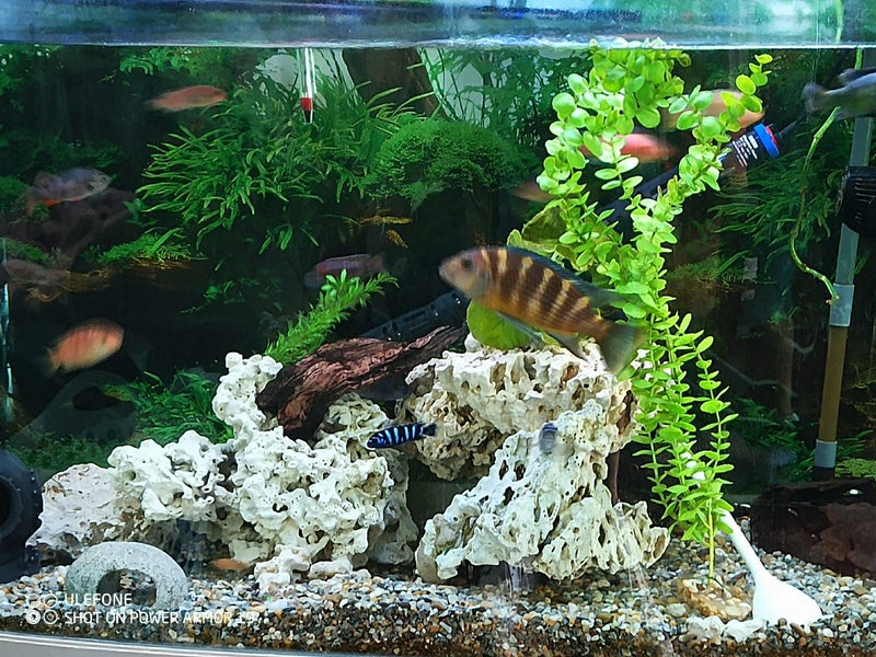 Fish Tank Full set up Carousel 1