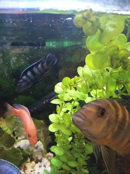 Fish Tank Full set up Carousel 11