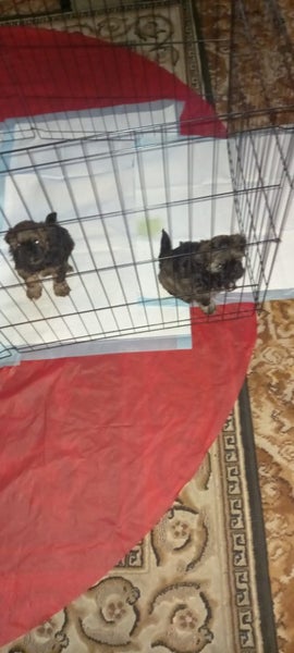 Shitzu toy poodles for sale in Hawkes bay Carousel 11