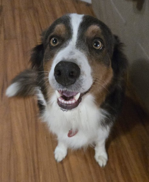 Border collie puppies Carousel 3