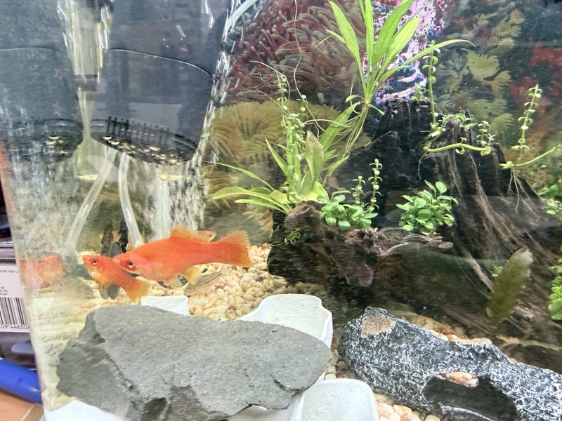 Aquarium x 2 Carousel 1