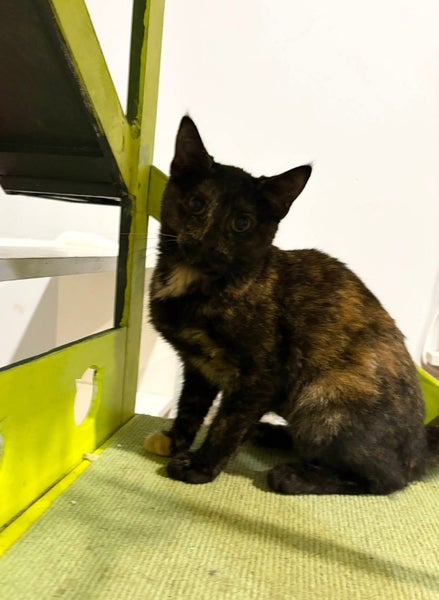 rescue teen cat Viv (fostered in Avondale) Carousel 2