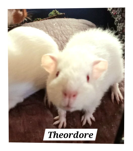Young male abd female guniea pigs Carousel 1