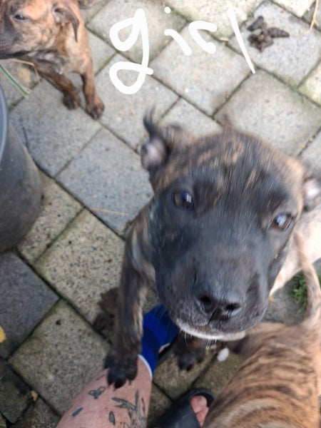 10 week old puppys Carousel 2