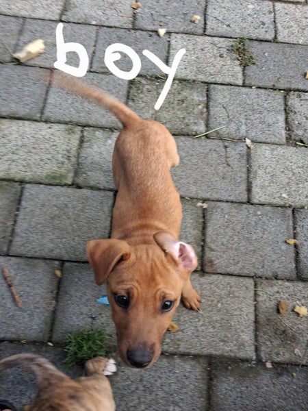 10 week old puppys Carousel 4