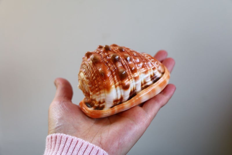 Amazing beautiful polished seashell display piece idea gift Carousel 1