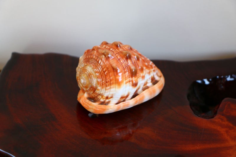 Amazing beautiful polished seashell display piece idea gift Carousel 2