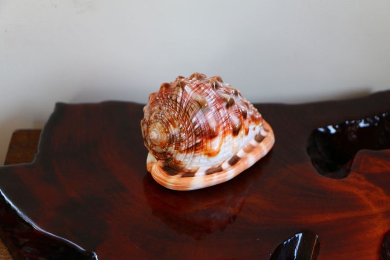 Amazing beautiful large polished seashell display piece idea gift Carousel 1