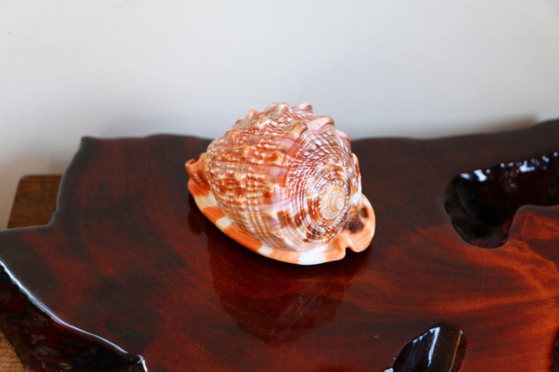 Amazing beautiful large polished seashell display piece idea gift Carousel 2