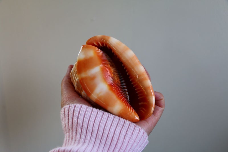 Amazing beautiful large polished seashell display piece idea gift Carousel 7