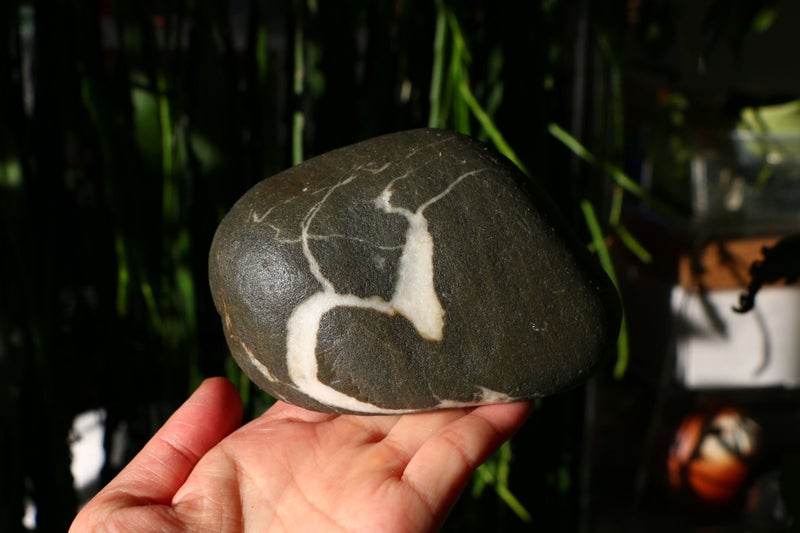 Natural pictured tree patterned rock display viewing stione collectable Carousel 1